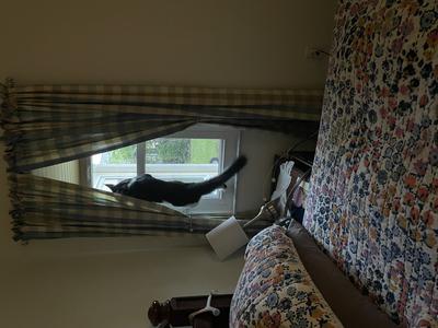 Pepe Le Pew maine coon climbing a window