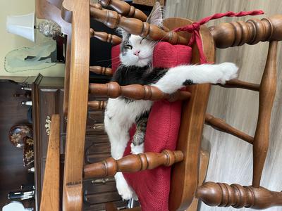 Pepe Le Pew maine coon sleeping on a kitchen chair with arms coming out through railings