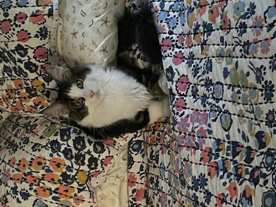 Pepe Le Pew cute young maine coon on a bedspread