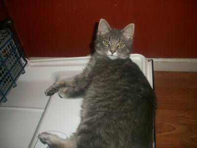 Pepper