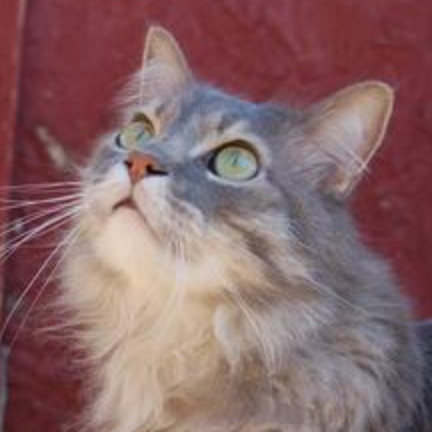 Pepper pretty gray maine coon looking up