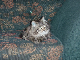 This is little Pepper