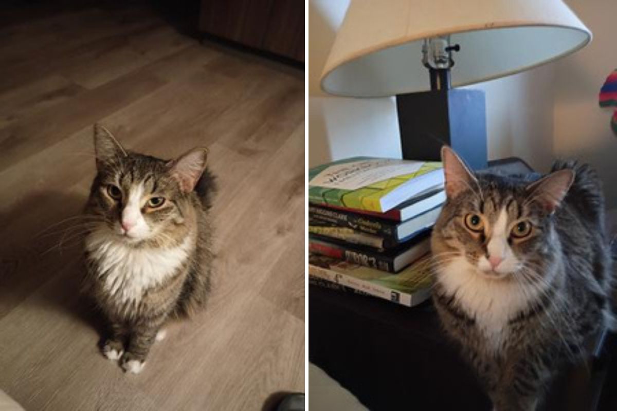 two photos of cute tabby and white cat. two photos of cute tabby and white cat.