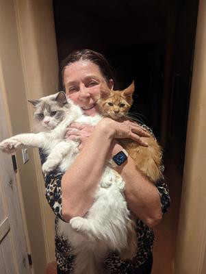 Percy woman holding purebred ginger and white maine coon kitten and ragdoll kitty.