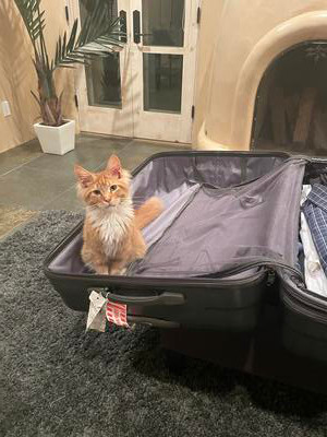 Percy young red and white maine coon kitten sitting in a suitcase.