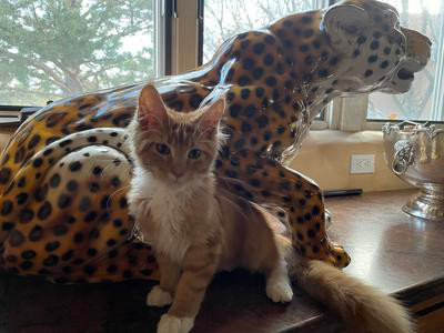 Percy cute red and white maine coon kitten posing near a cheetah statue.