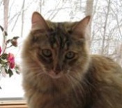 Autumn tabby cat