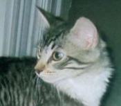 Joey tabby and white kitty