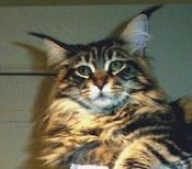 brown tabby maine coon with big ear tufts.
