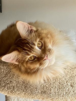 ginger maine coon cat