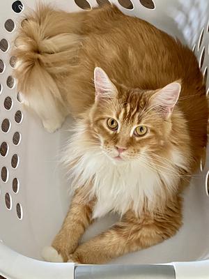 ginger and white maine coon cat laying in laundry basket