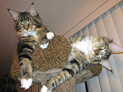 two brown tabby maine coons on top of a cat tree together.