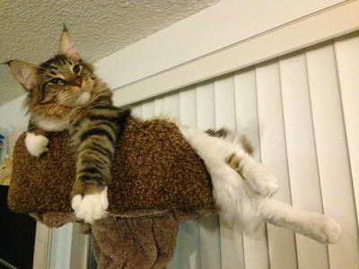 handsome young maine coon cat posing atop a cat tree.