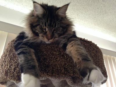 purebred maine coon draped and hanging off cat tree.