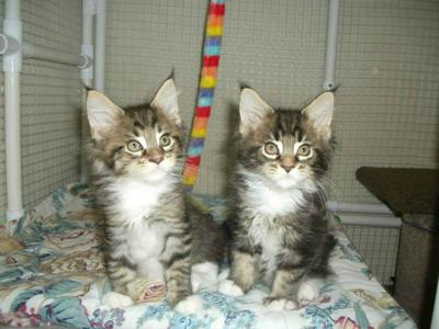 two small young adorable brown and white maine coon kittens.