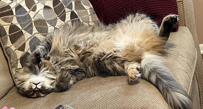 Phoebe fluffy brown tabby laying belly up.