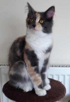 Phoebe