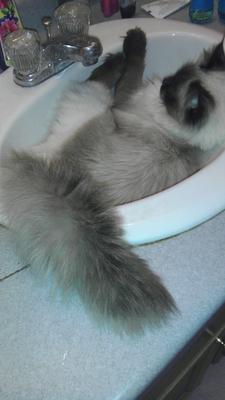 Phoebe the longhaired siamese cat laying in a bathroom sink Phoebe the longhaired siamese cat laying in a bathroom sink