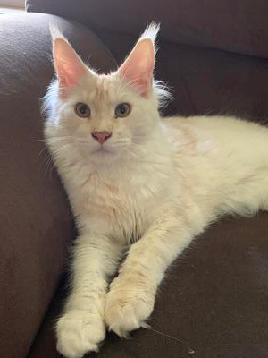 young white maine coon posing.