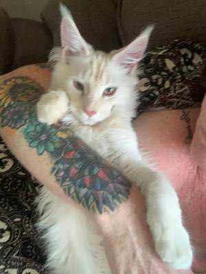 Phoenix the Kitten big light colored maine coon kitten in a persons embrace