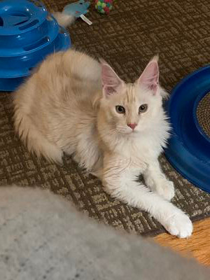big cream colored maine coon kitten on floor with cat toys.