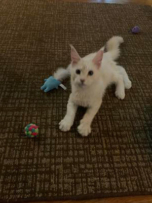 cream maine coon kitten playing with cat toys.
