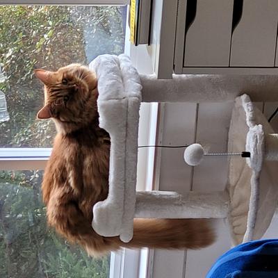 ginger maine coon mix on a cat tree.