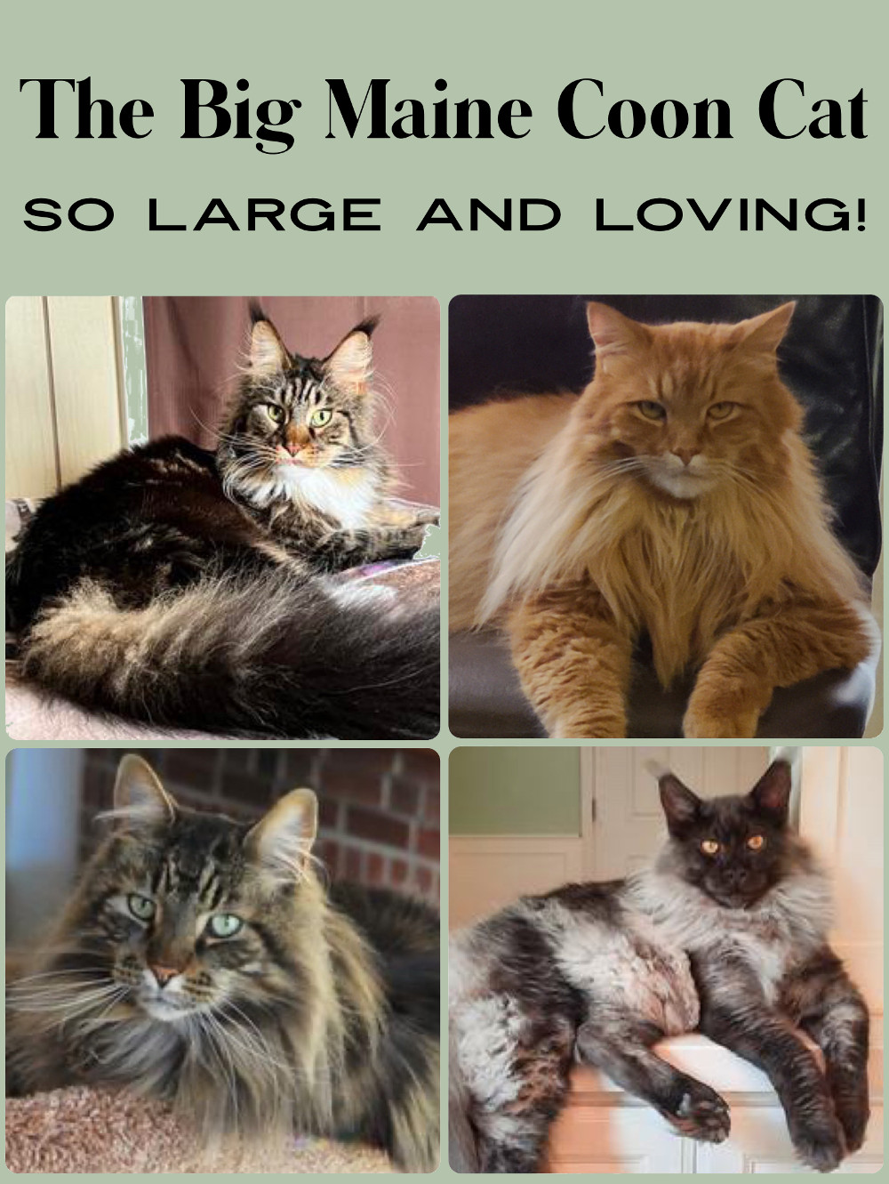 Big Maine Coon Cats