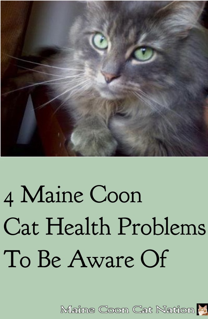 Maine Coon Cat Health Problems