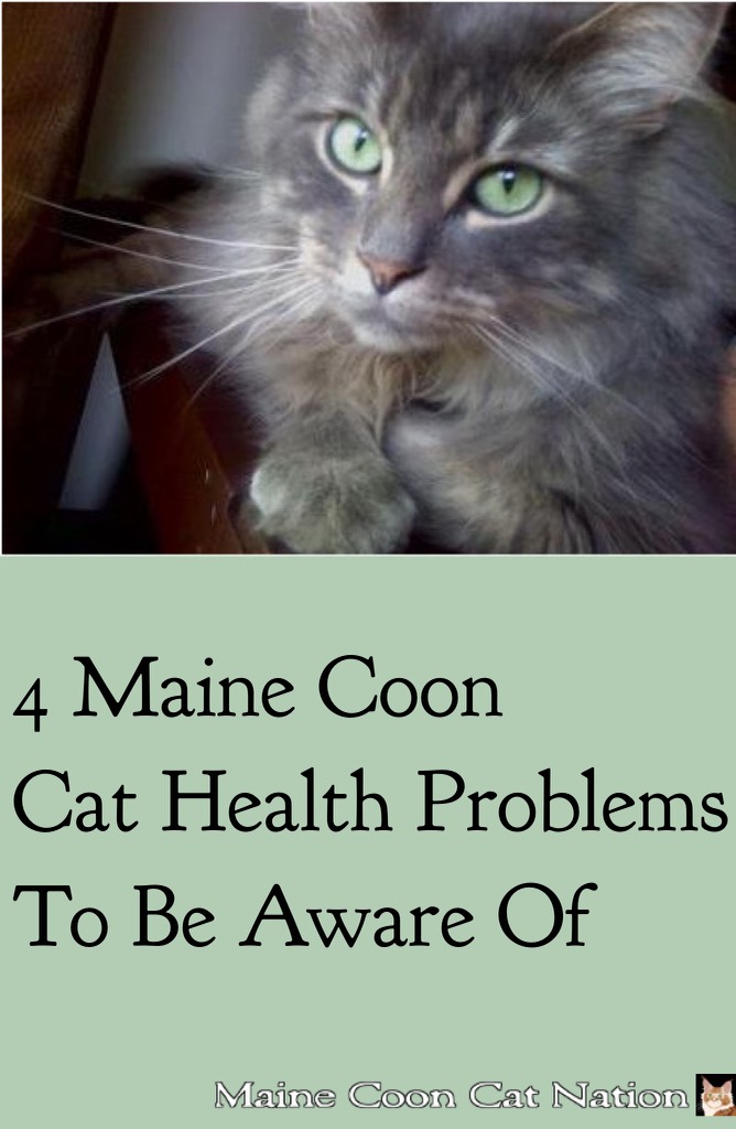 4 Maine Coon Cat Health Problems to be Aware Of 4 Maine Coon Cat Health Problems to be Aware Of