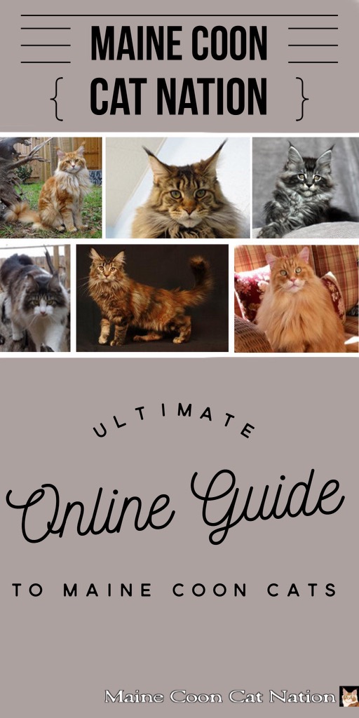 All About Maine Coon Cats pinnable image