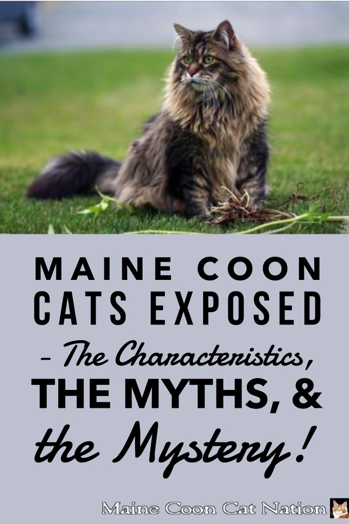 Maine Coon Cats Exposed