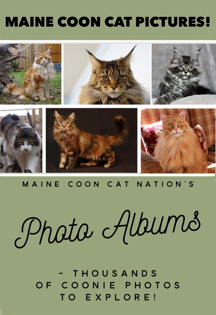 Maine Coon Cat Pictures