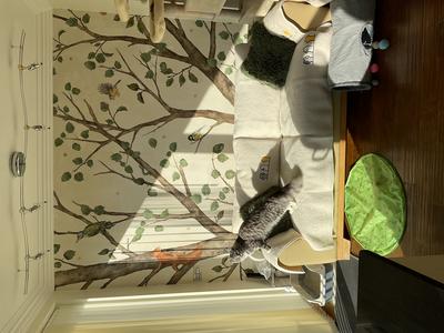 Pinny artistic wall with a tree painted on it and a couch with a silver maine coon cat.
