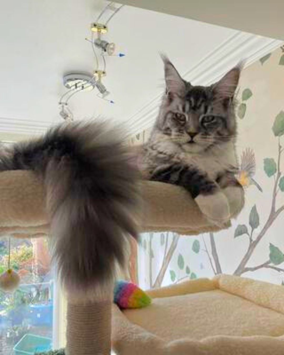 silver and white young female maine coon perched atop a cat tree.