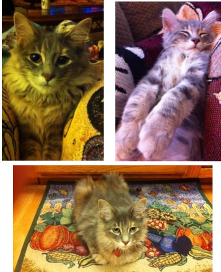 pippa maine coon mix kitten