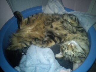 Pippin