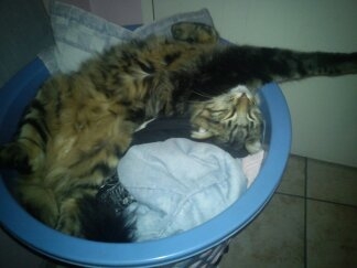 Pippin