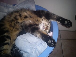 Pippin
