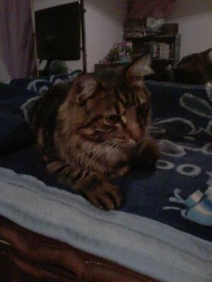 Pippin