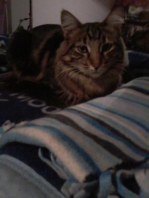Pippin