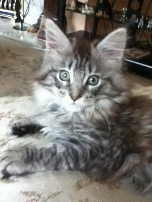 cute fluffy tabby maine coon kitten.