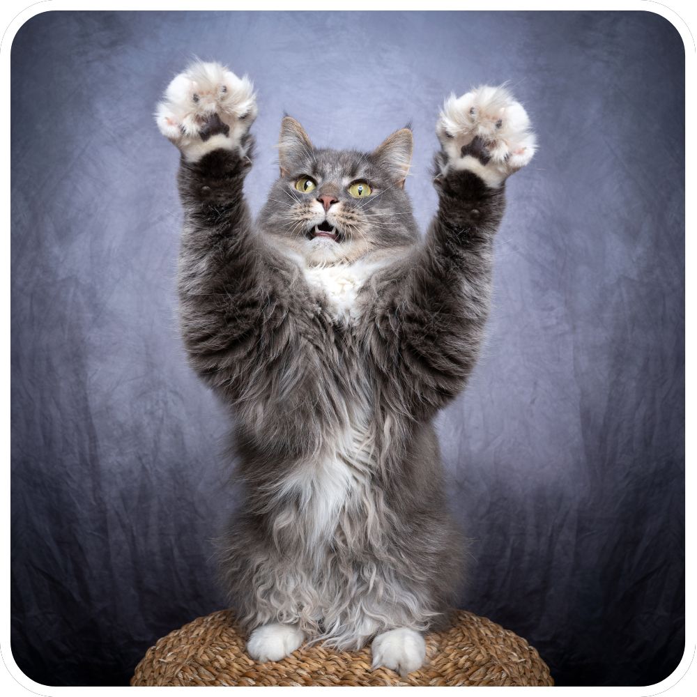 gray and white maine coon sitting with paws in air