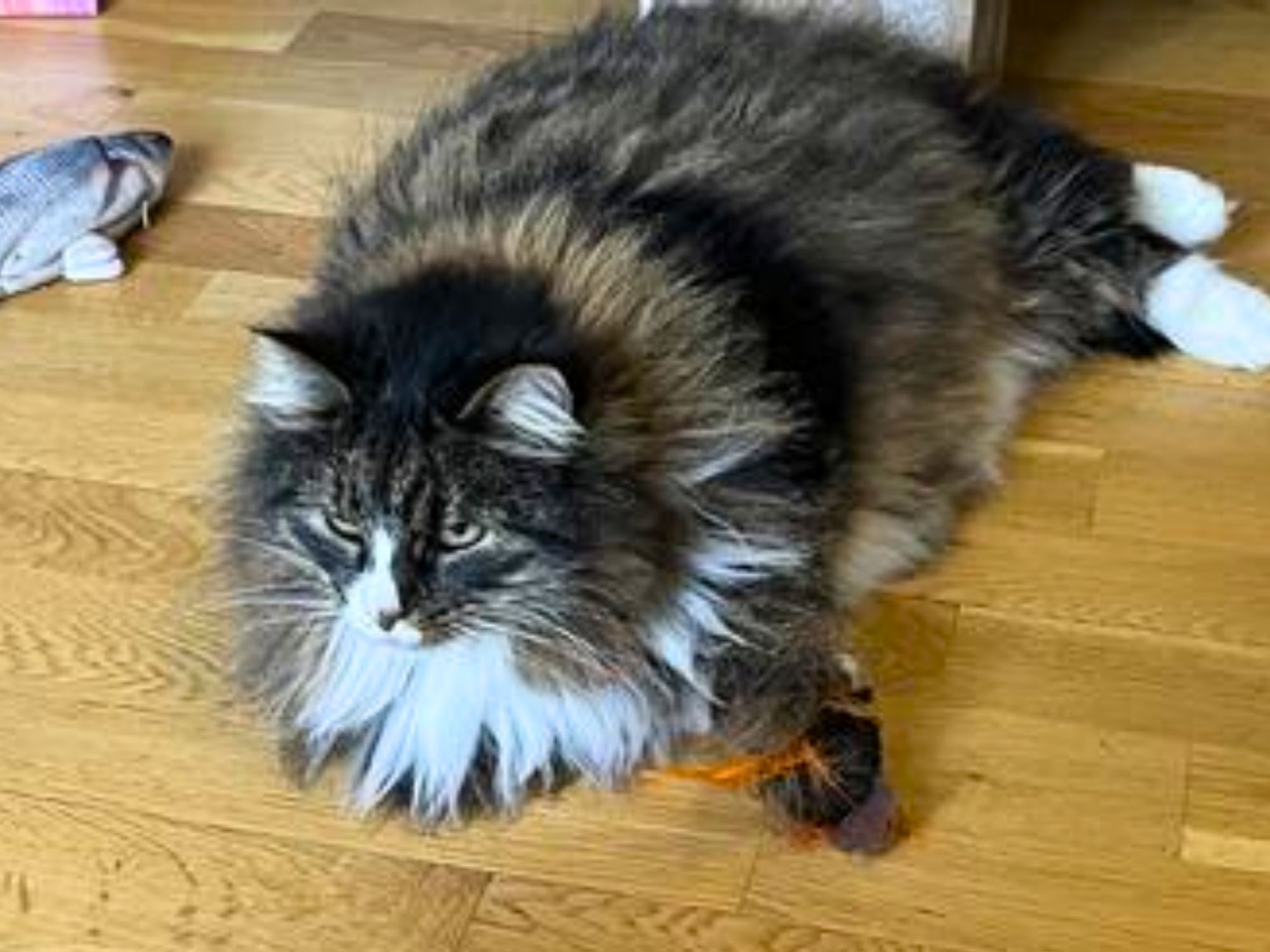 maine coon cat lying beside a toy on the floor.