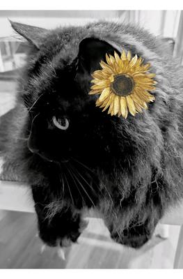 profile of black cat with sunflower near ear