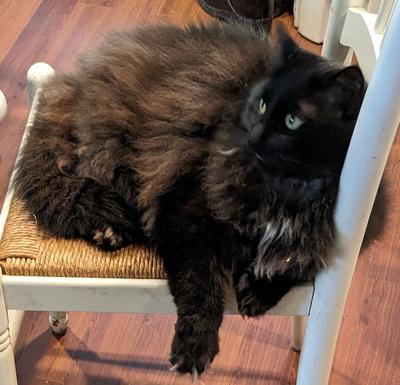 fluffy black cat on a kitchen chair