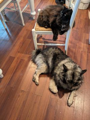 fluffy black cat with a dog hanging out in a kitchen