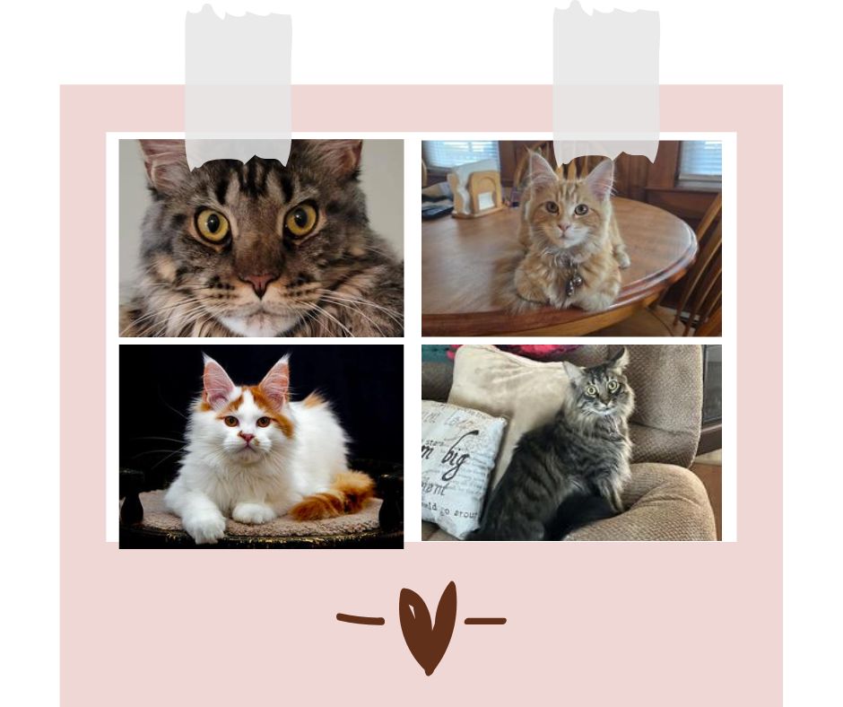 cute polaroid graphic with collage of four maine coons.