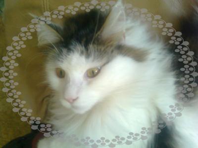 Pollux