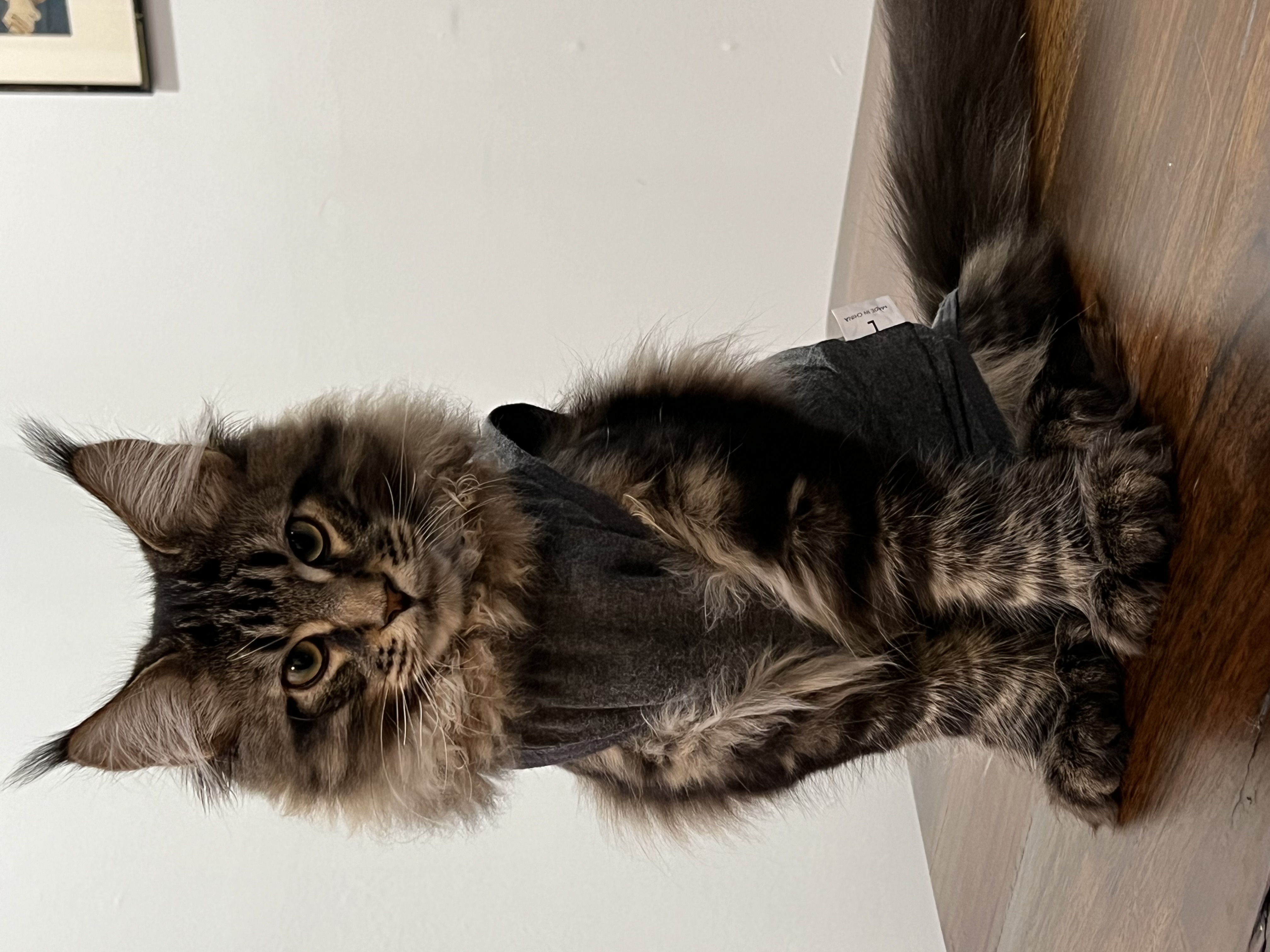 Gorgeous Neo purebred maine coon kitten in a post surgery shirt with four polydactyl paws.